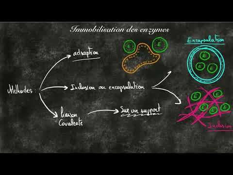 Techniques d'immobilistation des enzymes