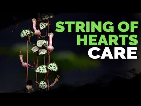 String of Hearts Care: Successfully Grow Ceropegia Woodii