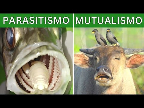 Simbiosis, mutualismo, parasitismo, comensalismo y depredación (Explicación y ejemplos) 🦏🐦